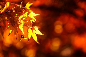 <p>Maple leaves shining gold at &#39;Bokyo-no-oka (the hill overlooking Kyoto)&#39;</p>